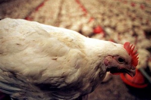 Chicken Plant.jpg